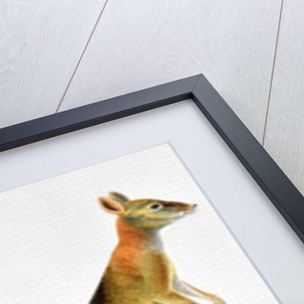 Kangaroo by Pancrace Bessa