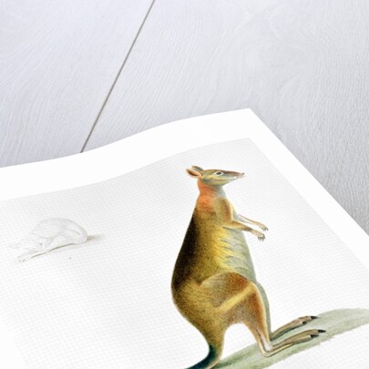 Kangaroo by Pancrace Bessa