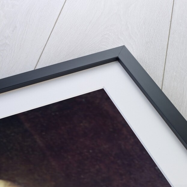 Portrait of Carl von Linnaeus, 18th century by Alexander Roslin