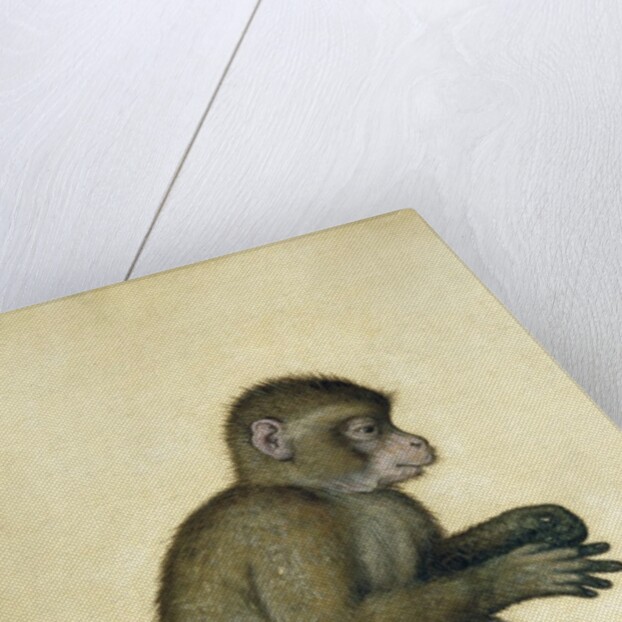 A Monkey, 16th century by Albrecht Dürer or Duerer