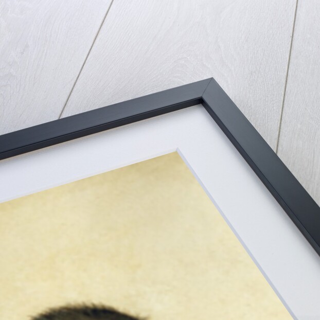 A Monkey, 16th century by Albrecht Dürer or Duerer