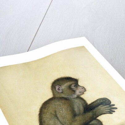 A Monkey, 16th century by Albrecht Dürer or Duerer