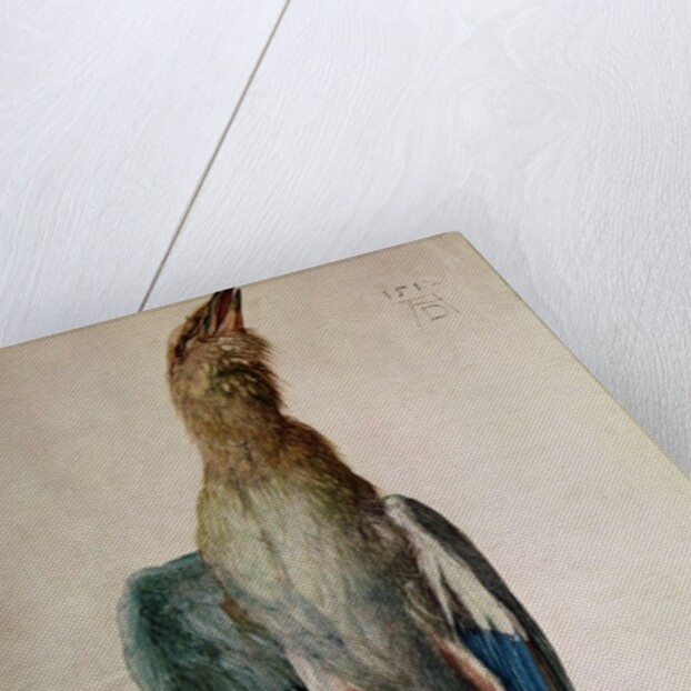 Blue Crow, 1512 by Albrecht Dürer or Duerer