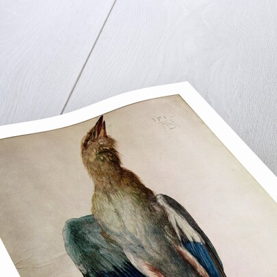 Blue Crow, 1512 by Albrecht Dürer or Duerer