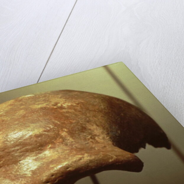 Cranium of a Neanderthal by Prehistoric Prehistoric
