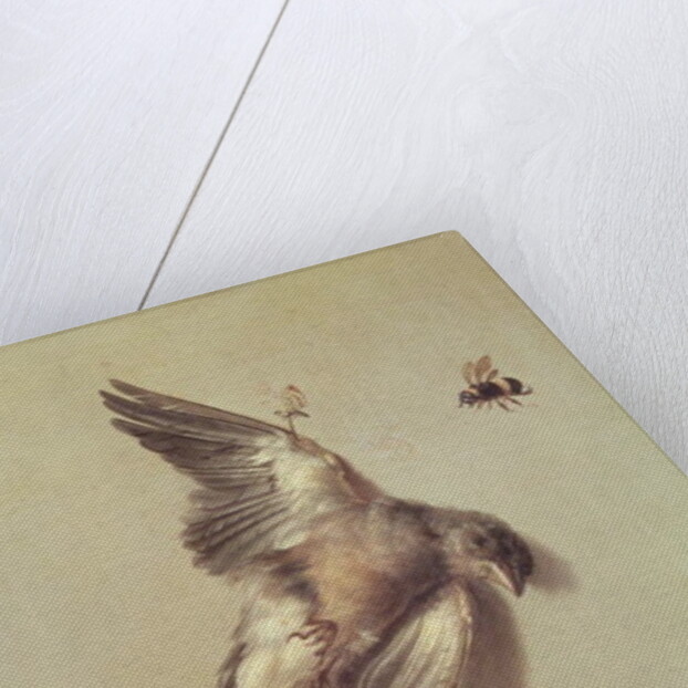 Still Life of Dead Birds and a Mouse, 1712 by Jean-Baptiste Oudry