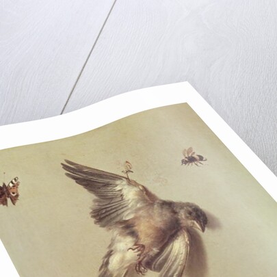 Still Life of Dead Birds and a Mouse, 1712 by Jean-Baptiste Oudry