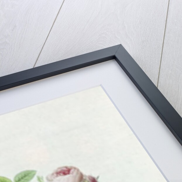 Rosa Pomponia by Henri Joseph Redoute