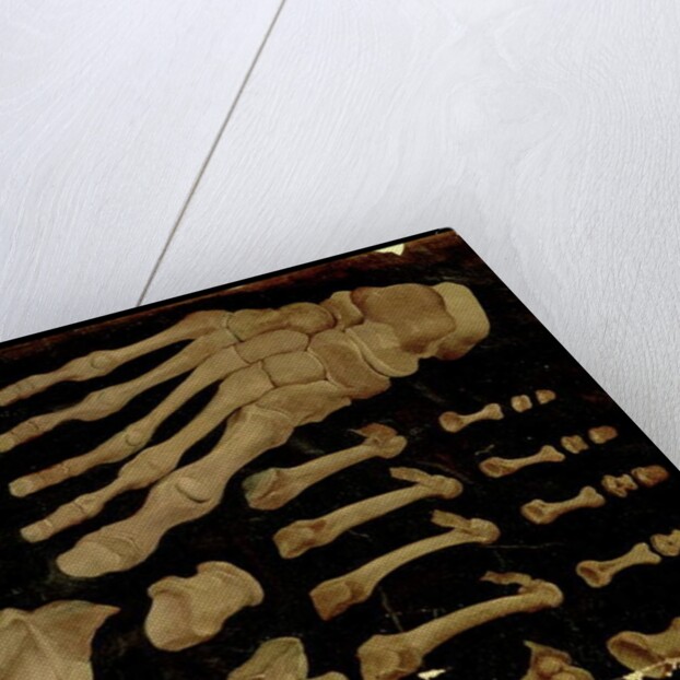 Anatomical drawing of the bones of the foot by Hieronymus Fabricius ab Aquapendente