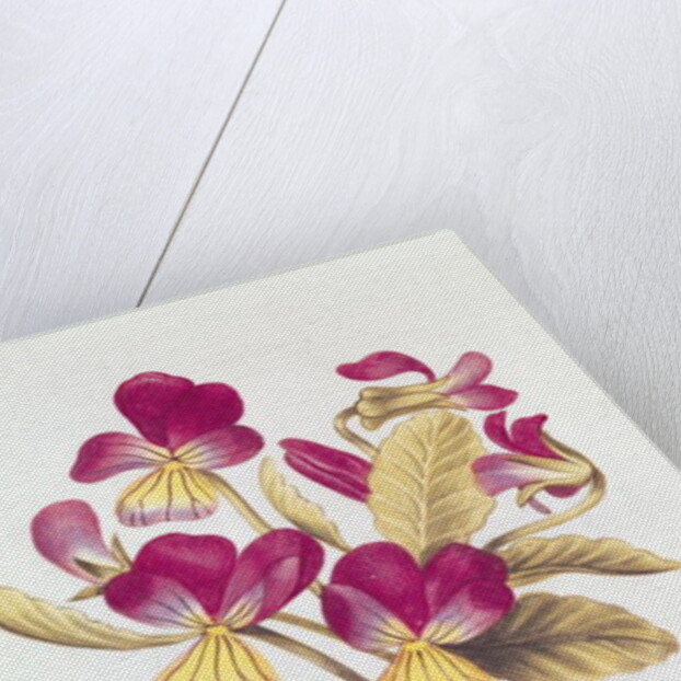 Pansy by Nicolas Robert