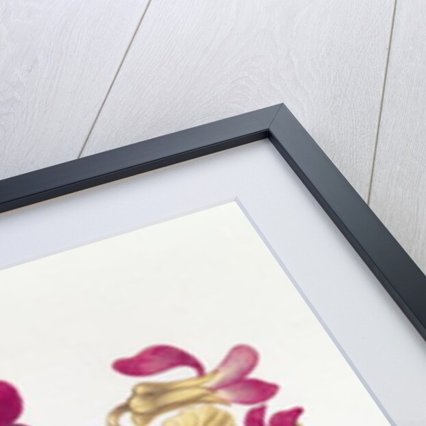 Pansy by Nicolas Robert