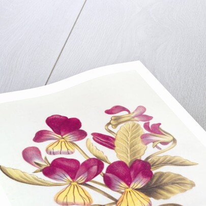 Pansy by Nicolas Robert