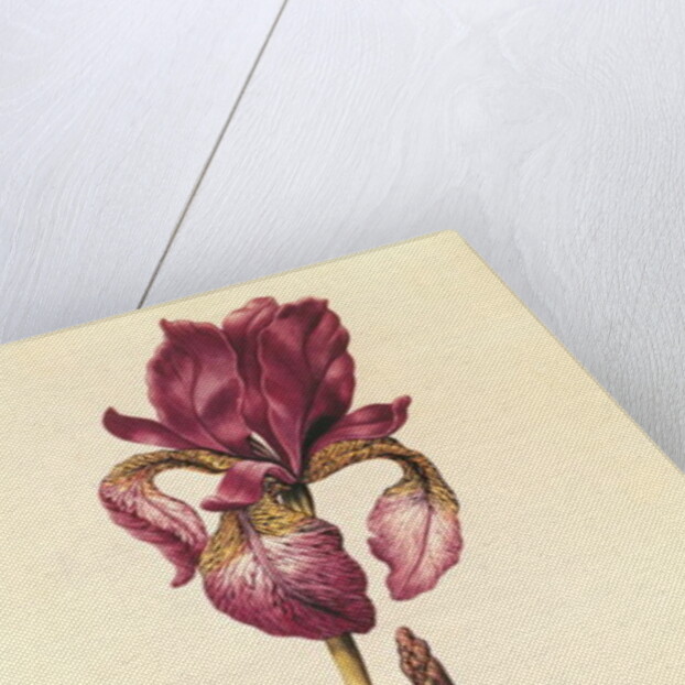 Iris by Nicolas Robert