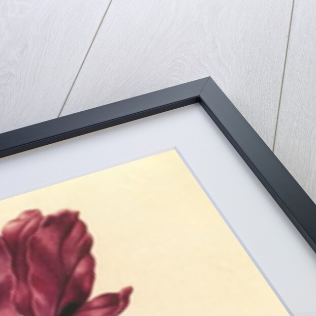 Iris by Nicolas Robert