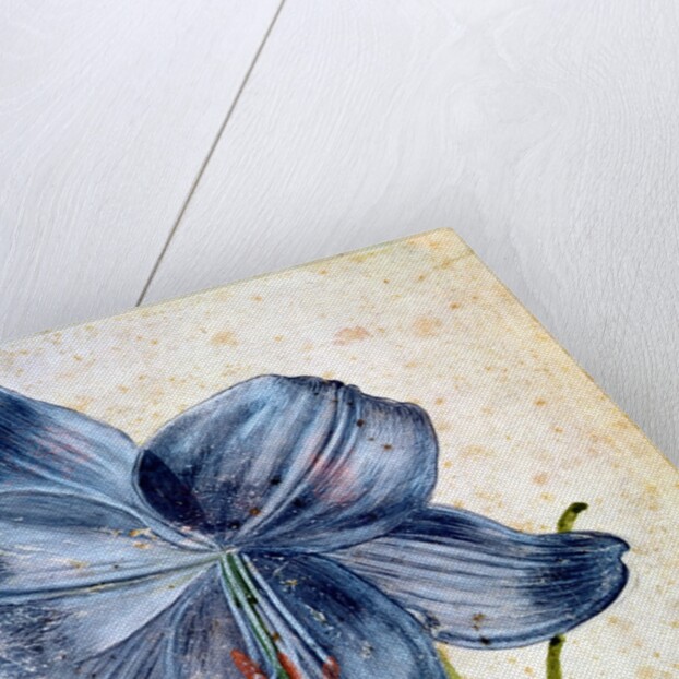 Study of a lily, 1526 by Albrecht Dürer or Duerer