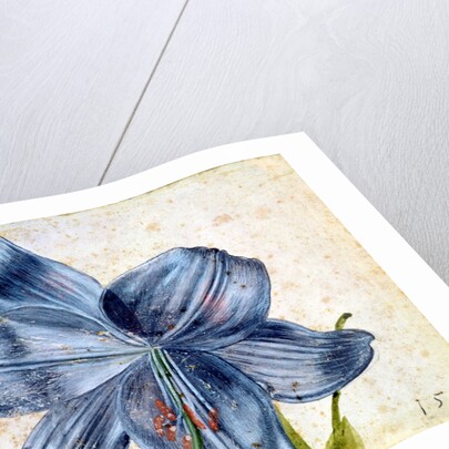 Study of a lily, 1526 by Albrecht Dürer or Duerer