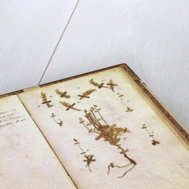 Page 24 from a Herbarium by Jean Jacques Rousseau