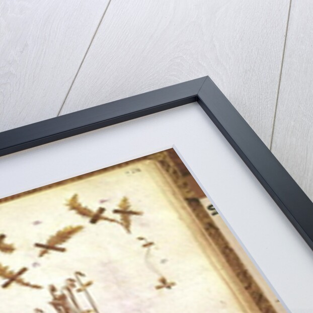 Page 24 from a Herbarium by Jean Jacques Rousseau