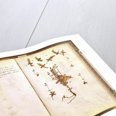 Page 24 from a Herbarium by Jean Jacques Rousseau