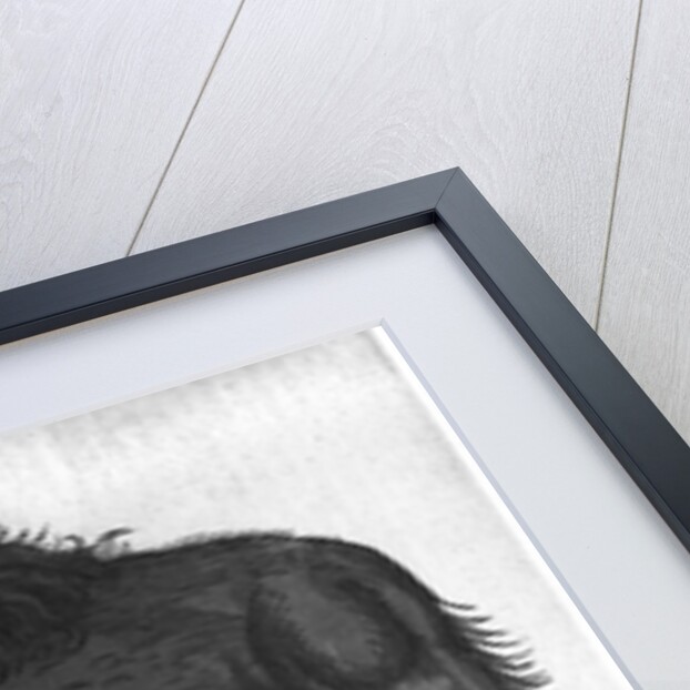 Dromedary by French School