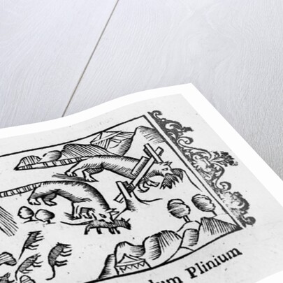 Migration of lemmings by Italian School