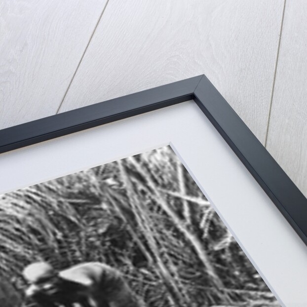 Making palm oil in Dahomey, c.1900 by French Photographer