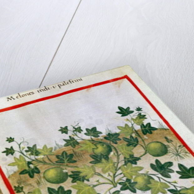 Ms 3054 fol.20 Melons by Italian School