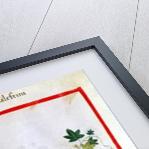 Ms 3054 fol.20 Melons by Italian School