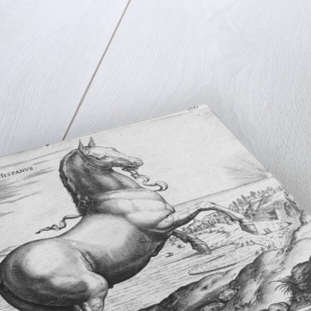 Equus Hispanus by Jan van der (1523-1605) (after) Straet