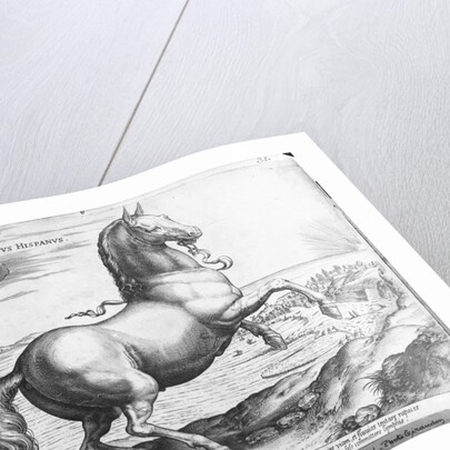 Equus Hispanus by Jan van der (1523-1605) (after) Straet