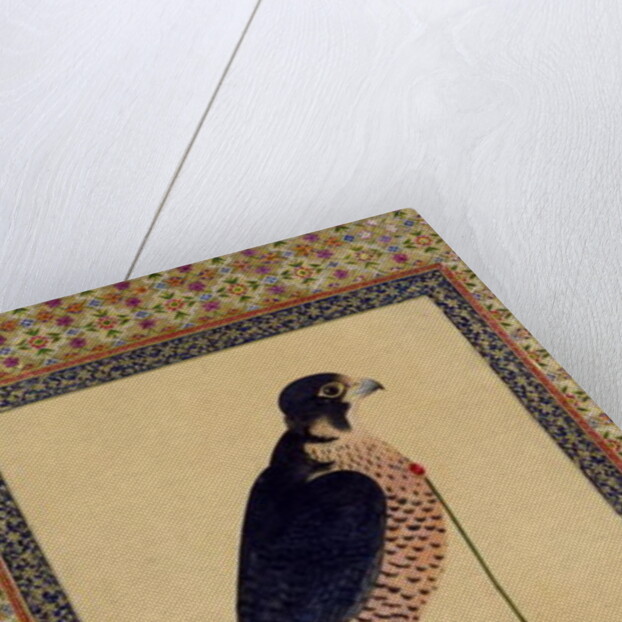 Ms E-14 Falcon, from a Moraqqa by Islamic School