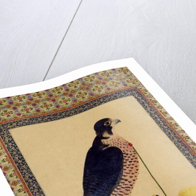 Ms E-14 Falcon, from a Moraqqa by Islamic School