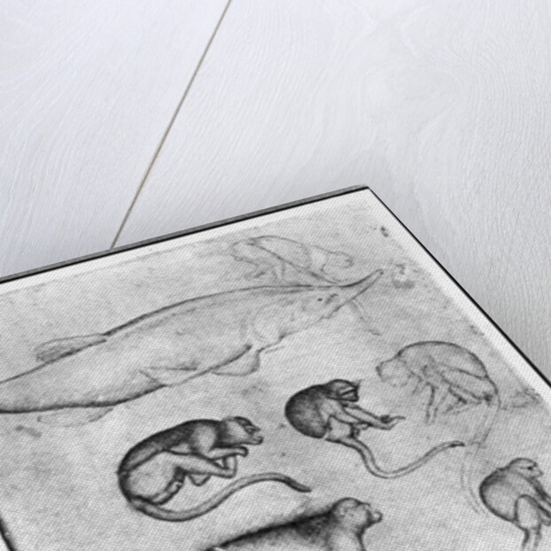 Six Monkeys and a Sturgeon by Antonio Pisanello