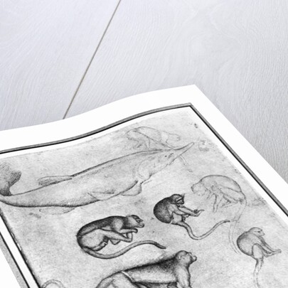 Six Monkeys and a Sturgeon by Antonio Pisanello