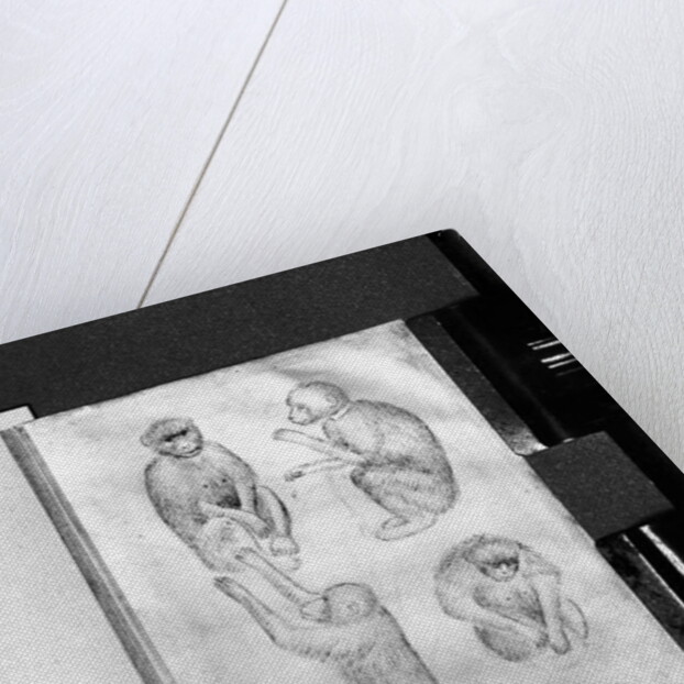 Monkeys by Antonio Pisanello