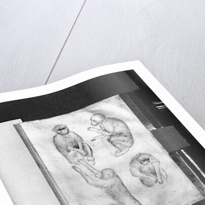 Monkeys by Antonio Pisanello