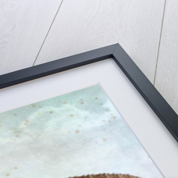 View of the Roman Amphitheatre by Alphonse de Seynes