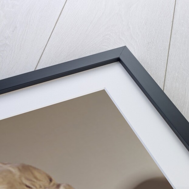 Portrait Bust of Canon Alexandre-Gui Pingre by Jean-Jacques Caffieri