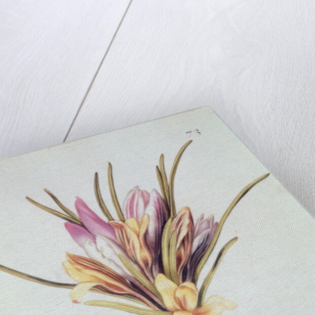 Saffron or Crocus by Nicolas Robert