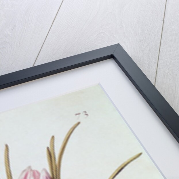 Saffron or Crocus by Nicolas Robert