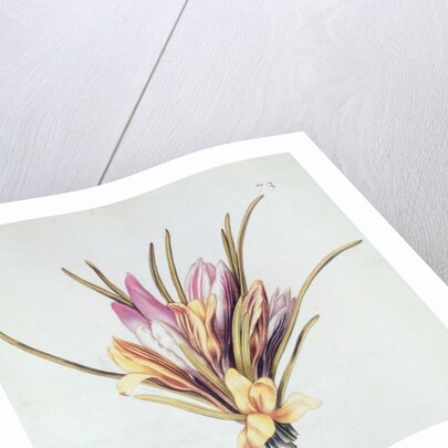 Saffron or Crocus by Nicolas Robert
