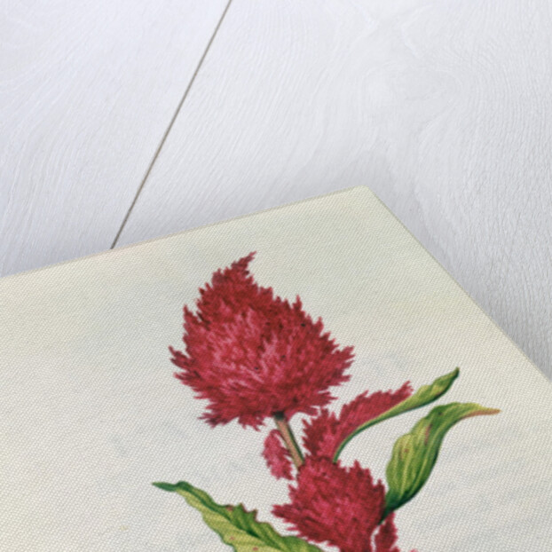 Amaranthus by Nicolas Robert