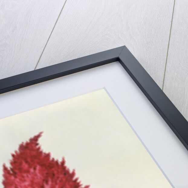 Amaranthus by Nicolas Robert