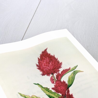 Amaranthus by Nicolas Robert