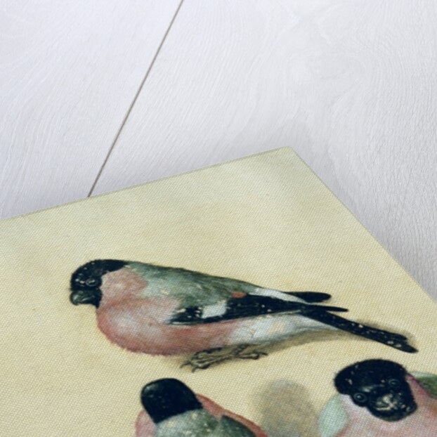 Three studies of a bullfinch by Albrecht Dürer or Duerer