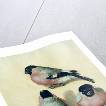 Three studies of a bullfinch by Albrecht Dürer or Duerer