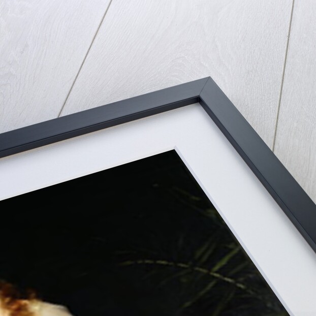 Portrait of Mademoiselle X, 1873 by Charles Emile Auguste Carolus-Duran