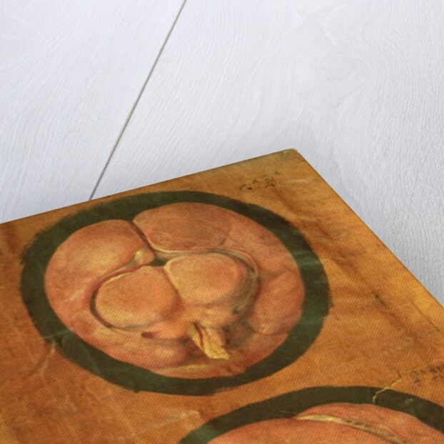 Anatomical drawing of the human brain by Hieronymus Fabricius ab Aquapendente