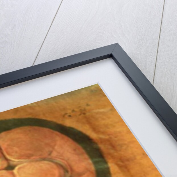 Anatomical drawing of the human brain by Hieronymus Fabricius ab Aquapendente