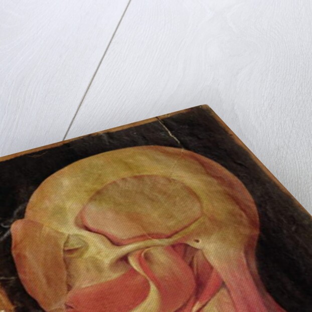 Anatomical drawing of the human head by Hieronymus Fabricius ab Aquapendente